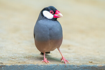 The Java sparrow also known as Java finch, Java rice sparrow or Lonchura oryzivora