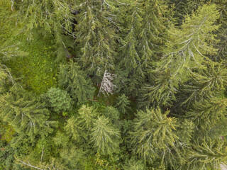 Aerial view close up of pine tree in Swiss alps.