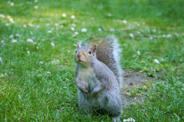 カナダにいる野生のリス