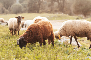 Obraz premium Rural farm animals sheep and goats grazing during sunset, farm cattle outdoors, portrait close up. Scenic countryside with domestic animals