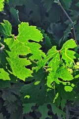Leaves and light.Composition 6.