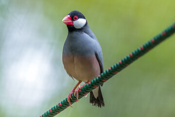 The Java sparrow also known as Java finch, Java rice sparrow or Lonchura oryzivora