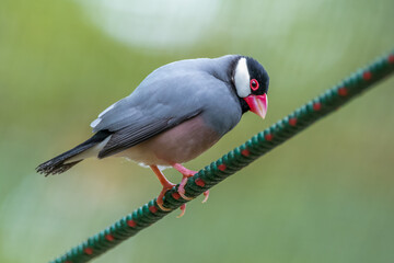 The Java sparrow also known as Java finch, Java rice sparrow or Lonchura oryzivora
