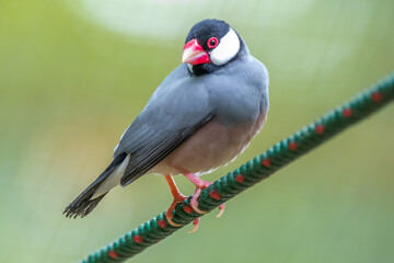 The Java sparrow also known as Java finch, Java rice sparrow or Lonchura oryzivora