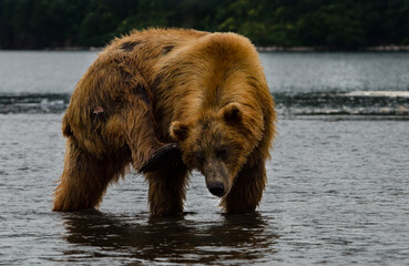 brown bear in the lake
