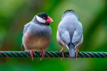 The Java sparrow also known as Java finch, Java rice sparrow or Lonchura oryzivora