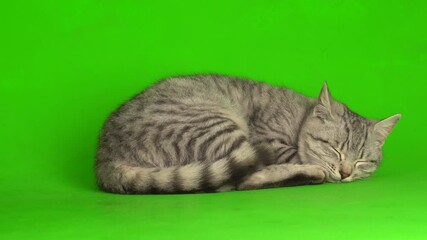 Tabby gray cat kitten playing green screen background.