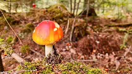 GRZYB W LESIE © michalsen