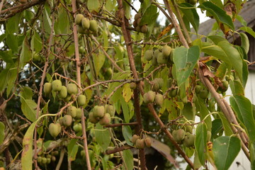 actinidia arguta, the hardy kiwi at its point of maturation