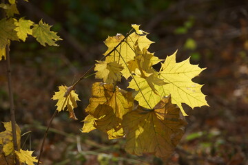 yellow maple leaves