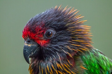 The rainbow lorikeet or Trichoglossus moluccanus