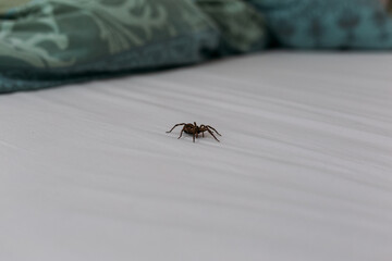 Spider crawling over bed sheet in bedroom, side view