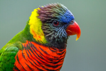 The rainbow lorikeet or Trichoglossus moluccanus