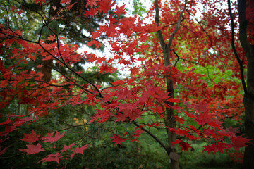 red maple leaves