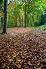autumn in the forest