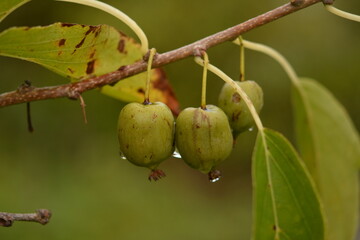 actinidia arguta, the hardy kiwi at its point of maturation