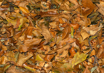 Seamless background of dry yellowed autumn leaves lying in a jumble on the ground