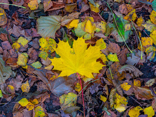 Yellow autumn leaf on the ground