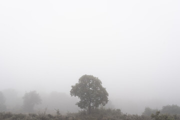 Foggy field with a tree