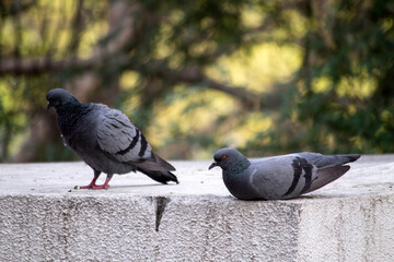 two pigeons resting on a concrete platform 