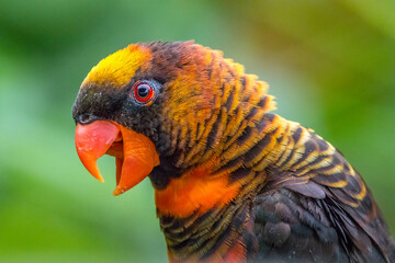 The rainbow lorikeet or Trichoglossus moluccanus