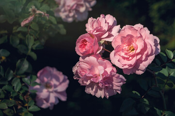 Delicate flower of a autumn English tea rose in the garden	