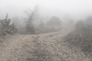 Fototapeta premium Foggy view with a dead tree, bushes and a road