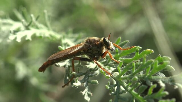 Asilidae, Assassin Flies. Hairy robber fly with common fly in its mouth. Sits on green leaf. View insect macro in wildlife