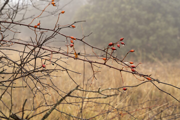 Foggy field an a branch with berries