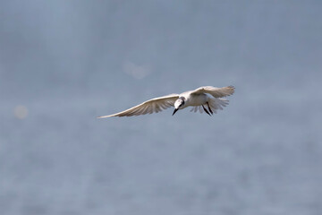 Seagull outdoor sea fly freedom