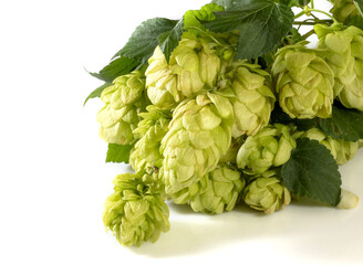 Obraz premium isolated image of hops close up