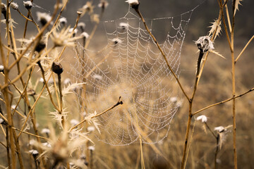 Misty spiderweb on a field