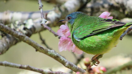 Dacnis cayana