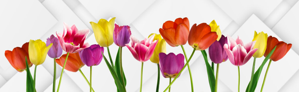isolated image of beautiful flowers on abstract background