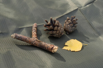 found on a walk in the woods stick, yellow leaf and cones