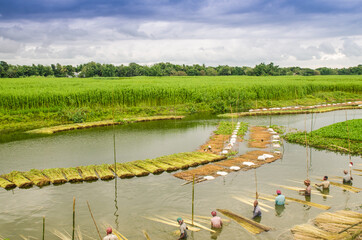 Jute harvesting wash