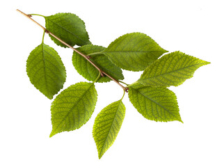 isolated image of a tree branch with leaves