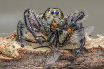 Adult Male jumping spider Hyllus diardi