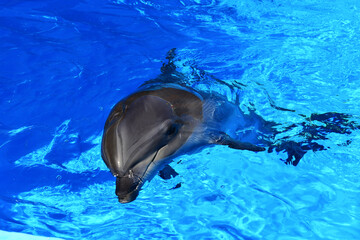Beautiful dolphin in blue transparent water. A very curious and friendly marine animal.