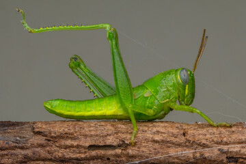 grasshopper on a branch