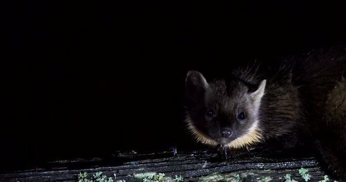 Pine marten, feeding at night on a wooden fence within Scotland.