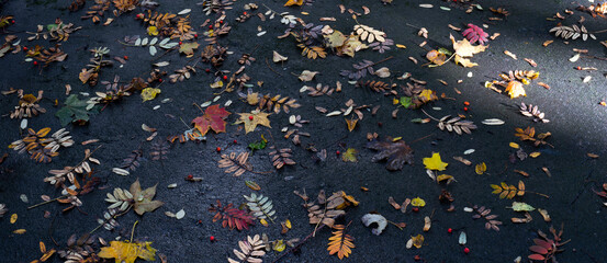 kolorowe naturalne liście jesienią w parku - obrazy, fototapety, plakaty