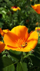 Fototapeta premium beautiful landscape