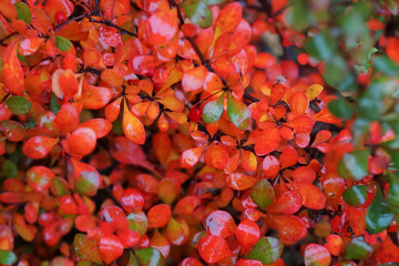 barberry branches with green, red orange leaves soaked from the rain