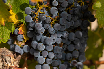 Unharvested grapes, autumn, Campo de Borja, Spain