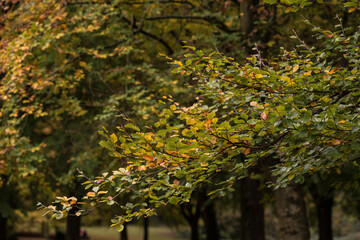 autumn in the park with leaves