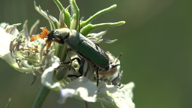 Are swaying in wind. Courtship rituals of insects and Mating Cerocoma is Palearctic genus of blister beetle. Imagines show distinct sexual dimorphism in  feeding apparatus and antennae. View Macro