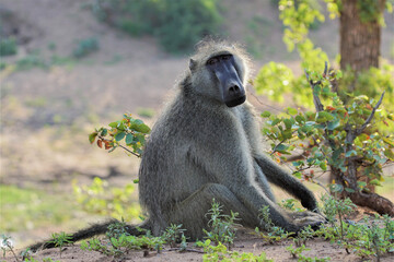 Wild african bear baboon in the savannah under the tree