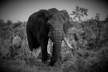 Fototapeta na wymiar African old elephant, black and white photo of an elephant, big elephant
