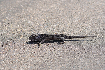Chameleon out on the road, chameleon in Africa